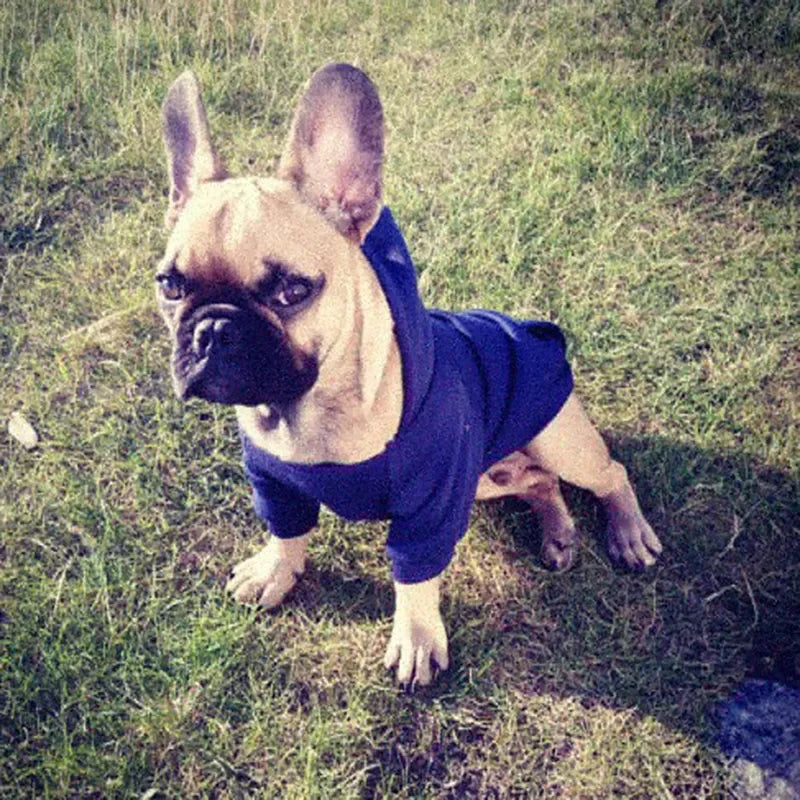 Solid Dog Hoodies Pet Clothes for Small Dogs Puppy Coat Jackets Sweatshirt for Chihuahua Doggie Cat Costume Cotton Pet Outfits